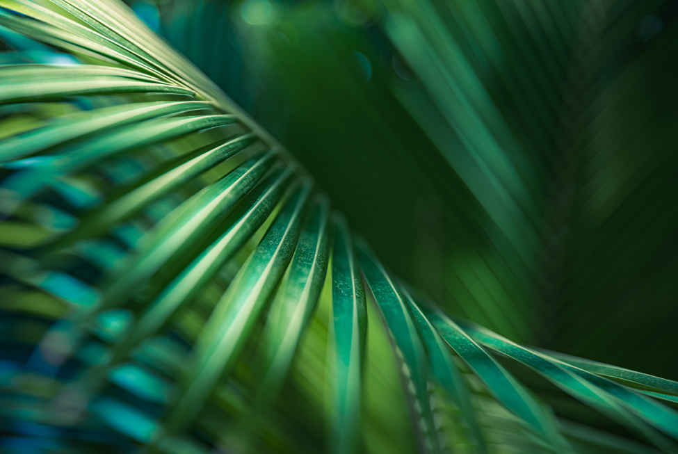 This image shows a close up of abstract green glasslike fronds.