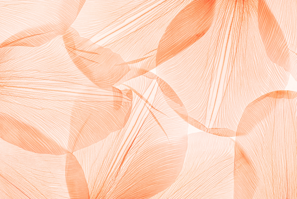 This image shows overlapping flower leaves as viewed through a microscope.